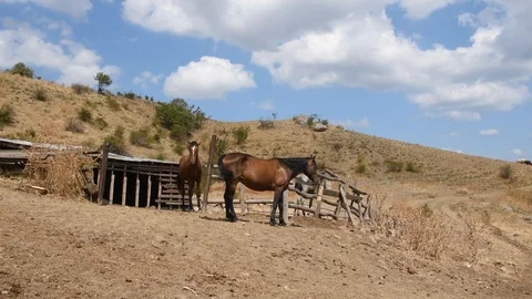 Horses in the mountains Stock Footage 115119873