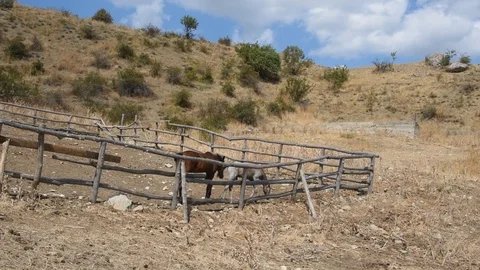 Horses in the mountains Stock Footage 115120025