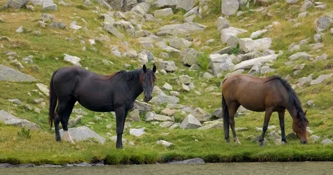 Horses in the mountains Stock Footage 119954509