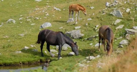 Horses in the mountains Stock Footage 119954622
