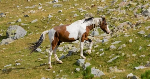 Horses in the mountains Stock Footage 119954643