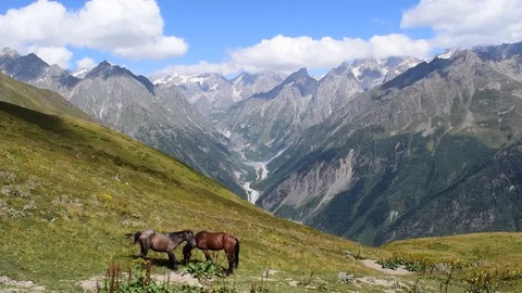 Horses in the mountains Video stock 128308926