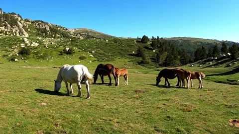 Horses in the mountains Stock Footage 141363559