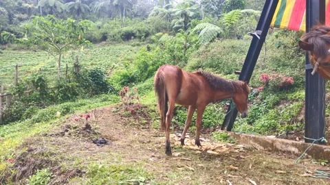 Horses in the mountains Video stock 149382815