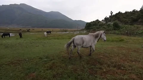 Horses in the mountains Stock Footage 155367178