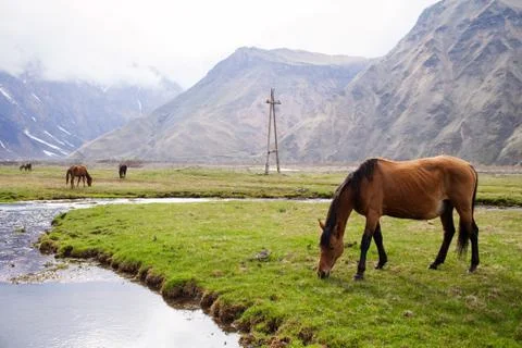 Horses in the mountains Stock Photos