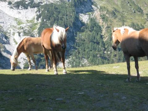 Horses in the mountains Stock Photos