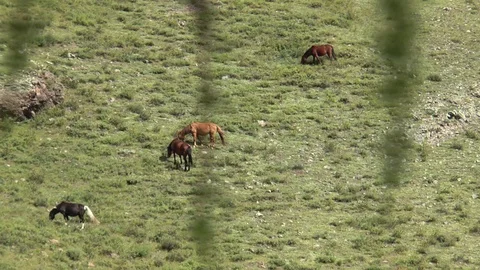 Horses on the mountainside. The Mongolian landscape. Stock Footage 125993045