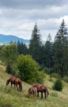 Horses on mountainside. Stock Photos