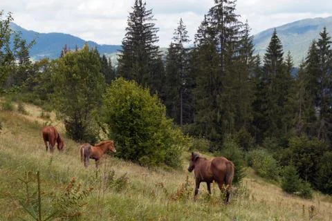 Horses on mountainside. Stock Photos