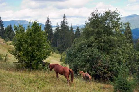 Horses on mountainside. Stock Photos