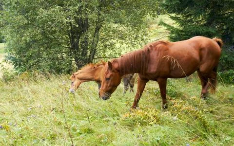 Horses on mountainside. 스톡 사진