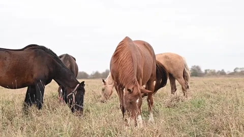 Horses move gracefully across open pasture, revealing deep balance between Stock Footage 297466407