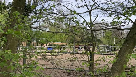 Horses Moving Through Forest Bushes in Amsterdam Forest Nature Landscape Stock-Footage 334137679