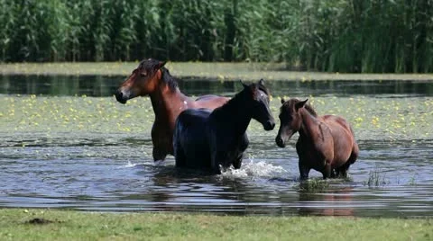 Horses moving in the water Stock Footage 24653217