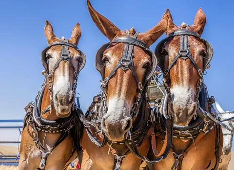 Horses mug for the camera. Stock Photos