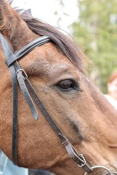 Horse's muzzle close-up, eye. The head of a horse in harness. Stock Photos