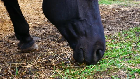 The horses muzzle is close up Stock Footage 131000384