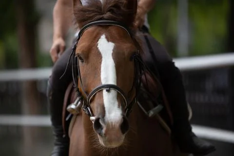 The horse's muzzle is close-up Stock Photos