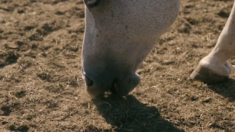 Horse`s muzzle grazing straw on a big farm field in the evening in summer Stock Footage 99703309