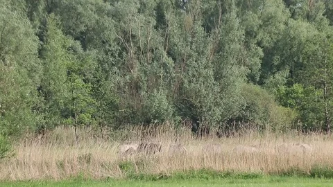 Horses in a nature area Stock Footage 97063665