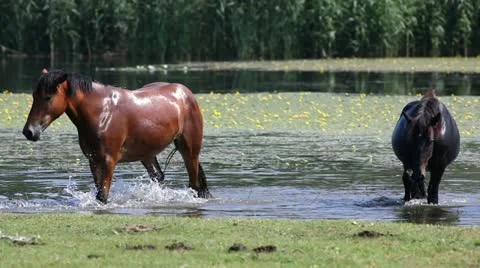 Horses in nature Stock Footage 24653225