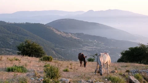 Horses on nature Stock-Footage 134509812