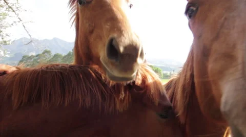 Horses Nuzzle Camera Stock Footage 59661008