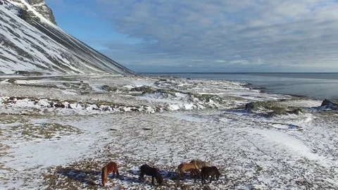 Horses at the ocean in Iceland Stock Footage
