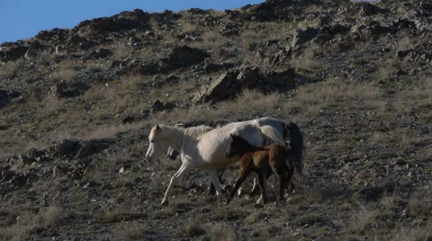 Horses with offspring in the mountains Stock Footage 67287673