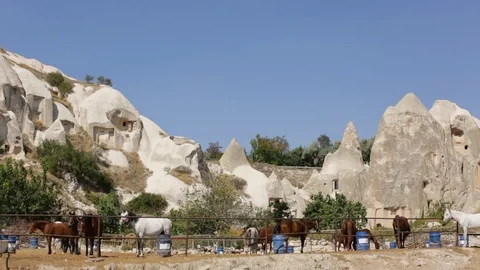 Horses On The Old Ranch Stock Footage 123691936