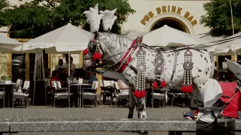 Horses in the Old Town Video stock 67625958