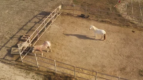 Horses in an open enclosure Vidéo 254441526