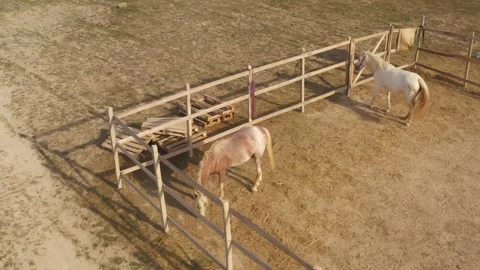 Horses in an open enclosure 스톡 동영상 254441622