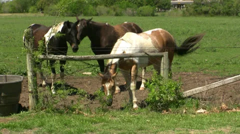Horses in Open Field Stock Footage 22867864