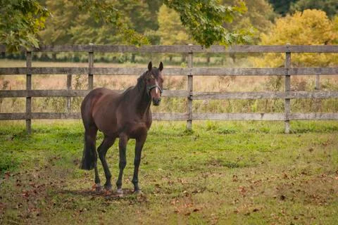 Horses in an open grass field Stock Photos