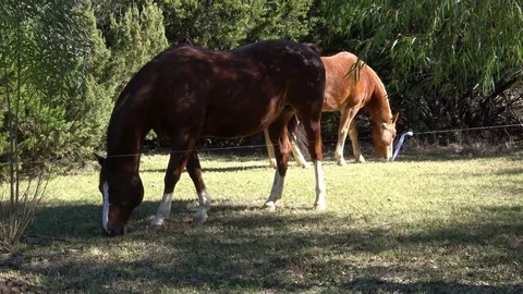 Horses in open pasture. Stock Footage 83254819