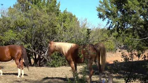 Horses in open pasture. Stock Footage 83254857