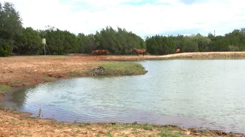 Horses in open pasture. Stock Footage 97305845