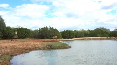 Horses in open pasture. Stock Footage 97306063