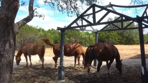 Horses in open pasture. Video stock 97306225