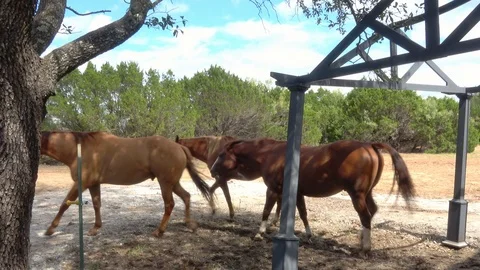 Horses in open pasture. Stock Footage 97306292
