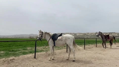 Horses outdoor landscape Stock Footage 307095537
