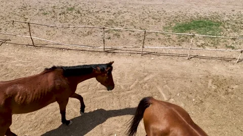 Horses in an Outdoor Paddock Stock Footage 218640922