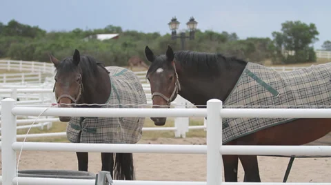 Horses at an outside stable - 3 clips Stock Footage 37589575