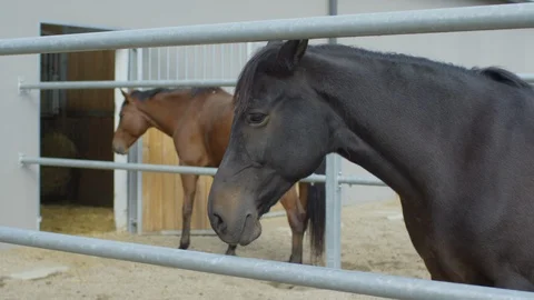 Horses outside the stable Stock Footage 86834424