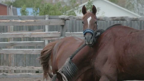 Horses in the paddock close-up Stock Footage