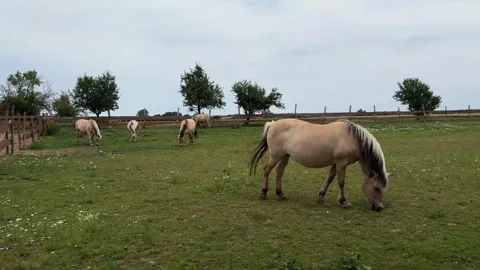 A horses in the paddock. Concept for animals and nature. Stock Footage 278031709