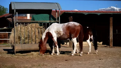 Horses in paddock eat grass. Slow motion 4K Stock Footage 337736339