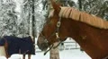 Horses in a paddock eat hay in winter 1L Video HD